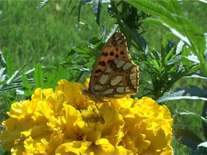 Kleiner Perlmutterfalter ( Issoria lathonia ), Flügelunterseite, auf Studentenblume : Am Niederrhein, Privatgarten, 09.08.2004